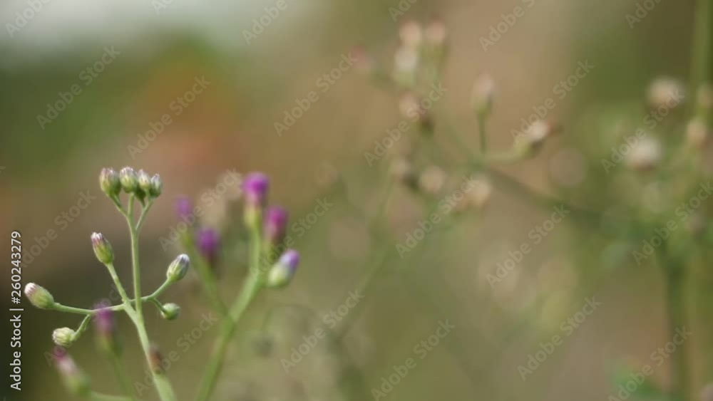 Little ironweed, Ash-coloured fleabane Little ironweed, Ash-coloured fleabane