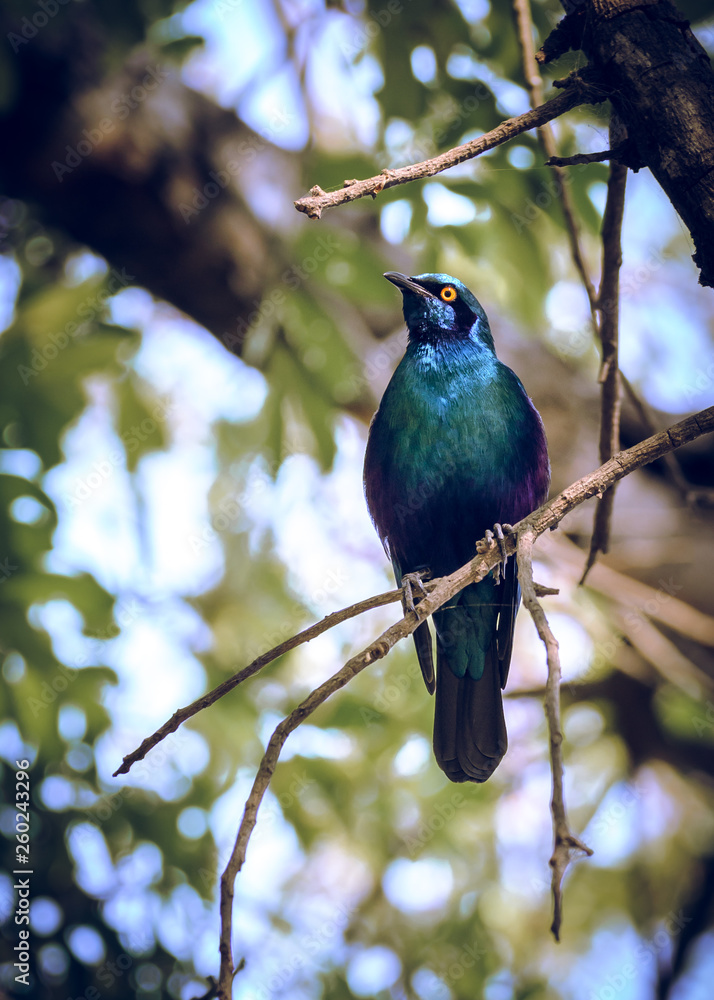 Obraz premium Cape Starling bird sitting in a tree South Africa