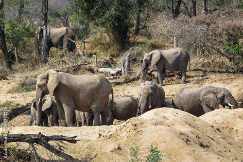 Herd family of wild african elephants in natural habitat