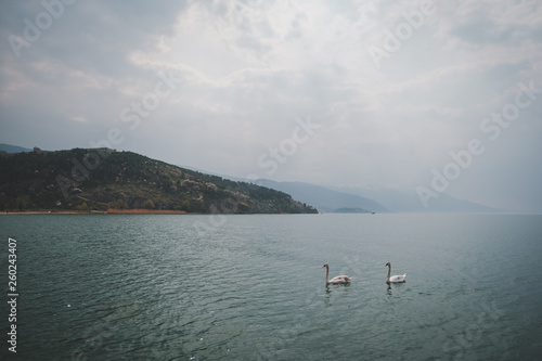 Two swans in lake Ohrid