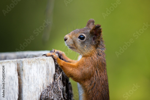 Vorderkörper eines Eichhörnchens in der Seitenansicht, dass einen Baumstumpf hoch klettert