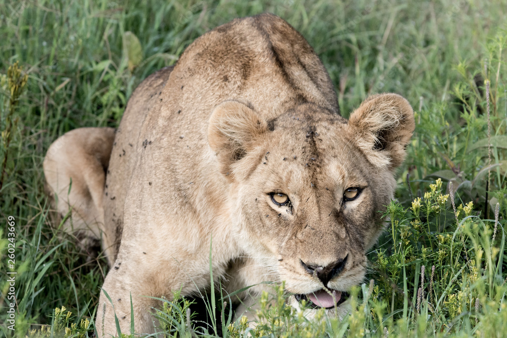 Portrait Lion in Tanzania