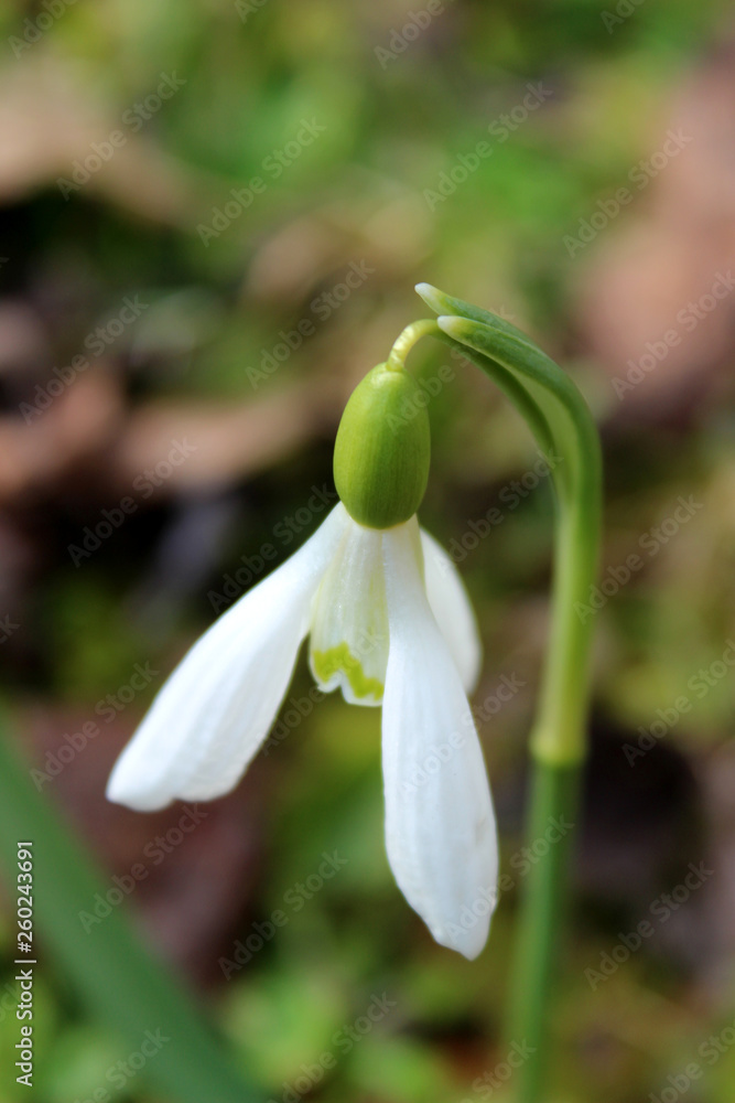 Isolated snowdrop head Isolated snowdrop head