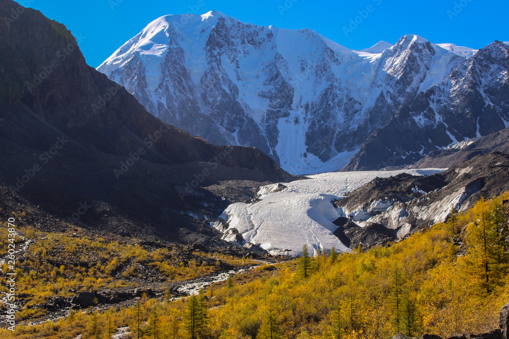 Snow-white tongue of the maashey glacier on the background of mountain peaks and autumn larch forest