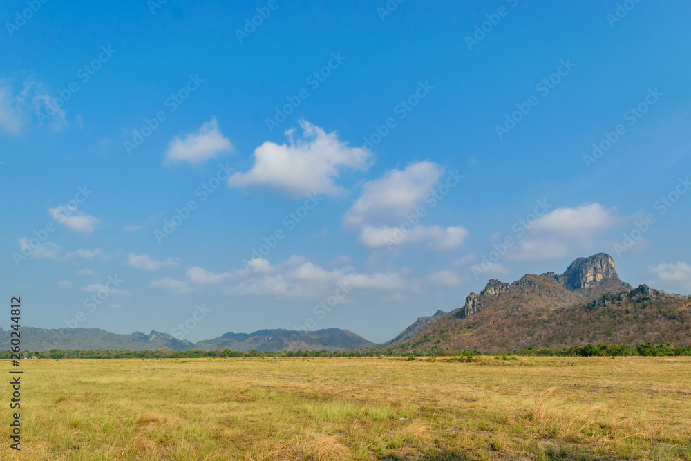 Fototapeta premium Summer Landscape with a golden grass field
