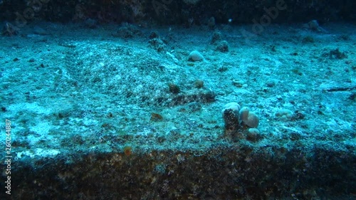 Wallpaper Mural Underwater: Ray Camouflaged on Sunken Ship in Big Island, Hawaii Torontodigital.ca