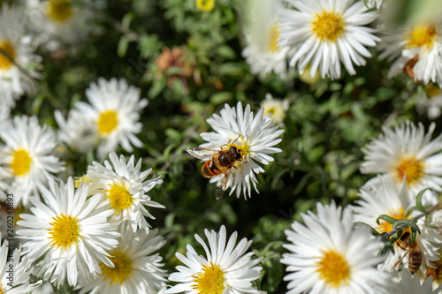 Closeup top view of cute small bee sitting on white and yellow flower outdoors. Horizontal color photography.