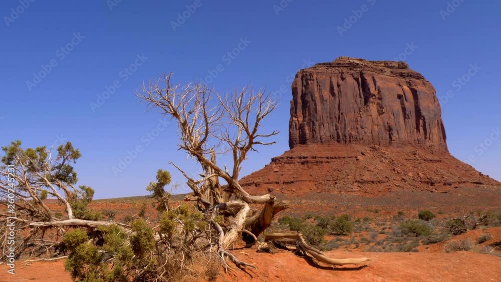 Dry trees at Monument Valley in Utah - travel photography Dry trees at Monument Valley in Utah - travel photography