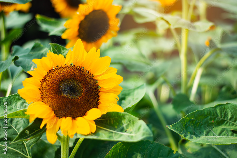 Naklejka premium Focus sunflower The flowers are prominent in the garden. Surrounded by mountains.