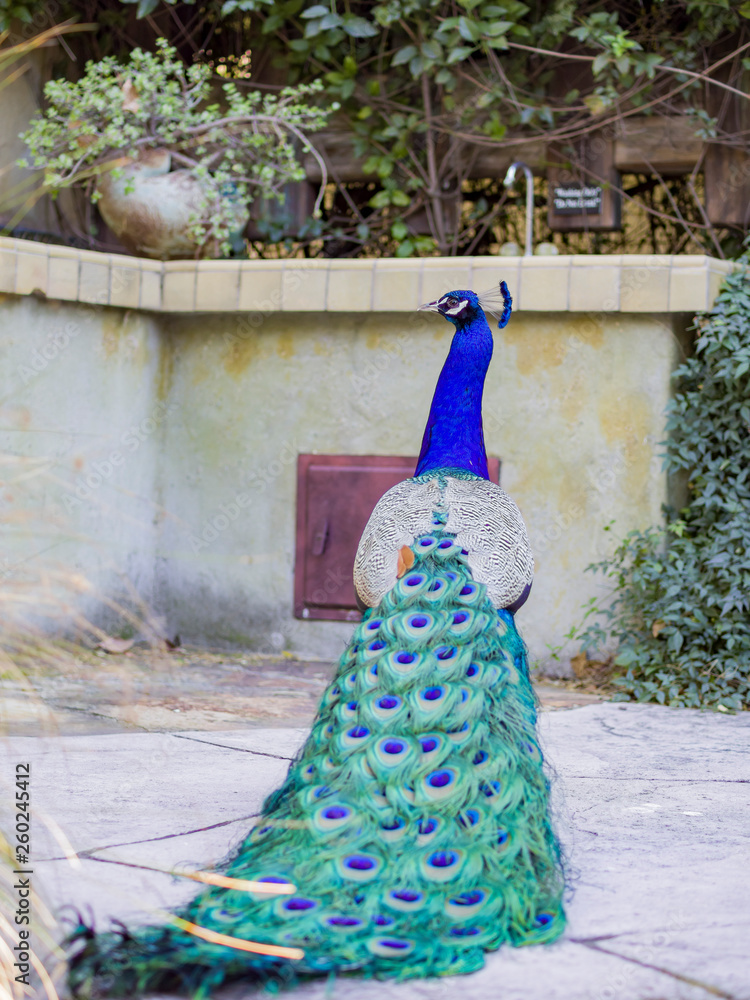 Obraz premium Peacock standing in the forest
