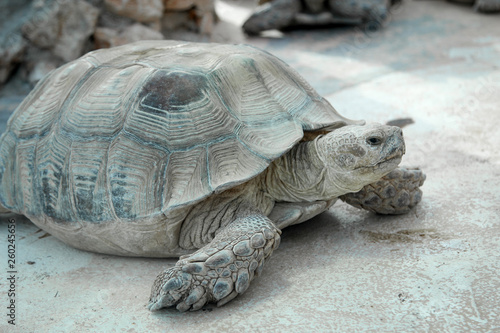 Portrait einer Schildkröte