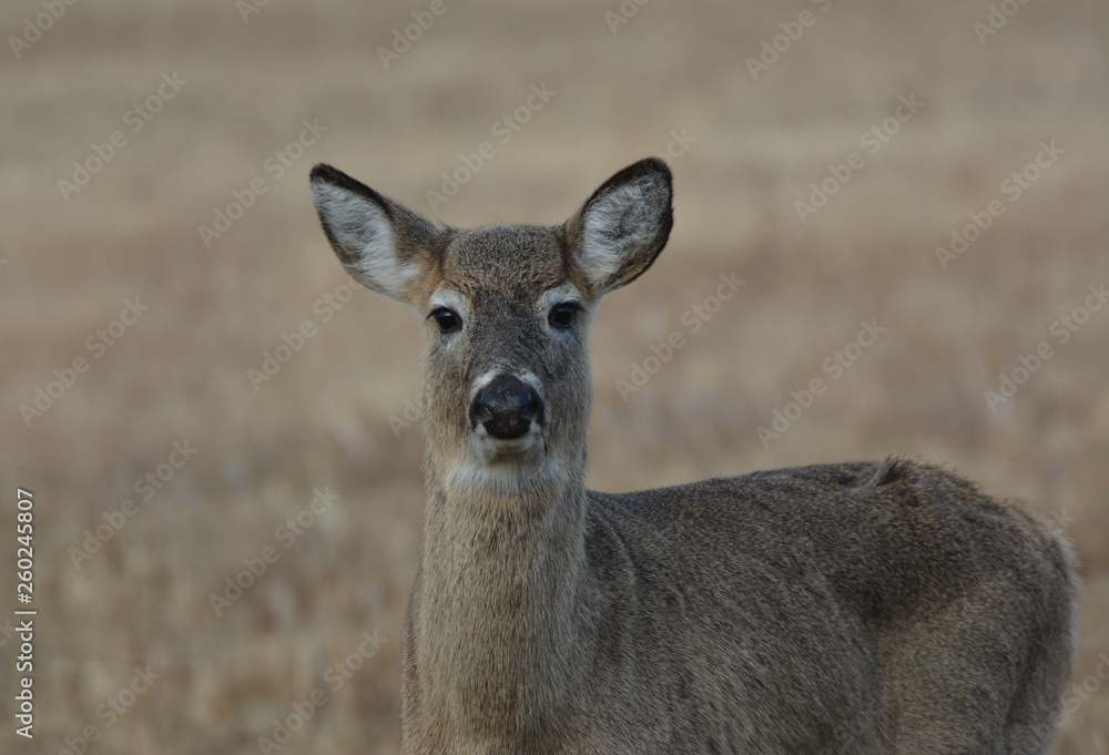 Portrait of a Curious Deer