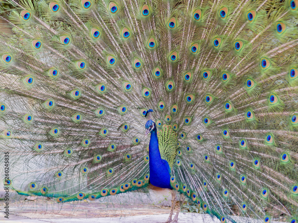 Naklejka premium Male peacock showing it's color fan