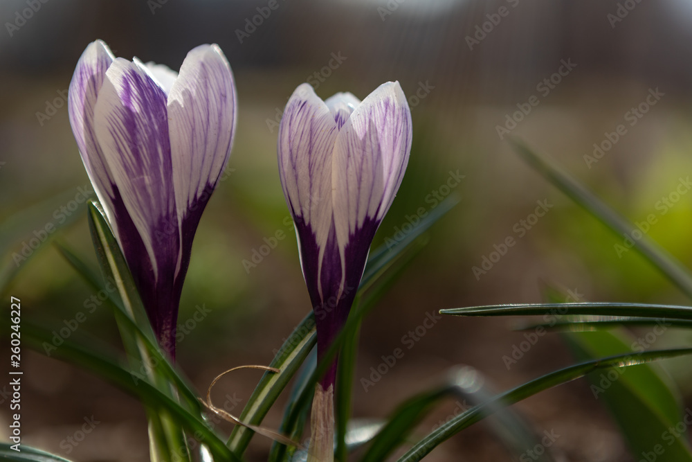 crocus in spring crocus in spring