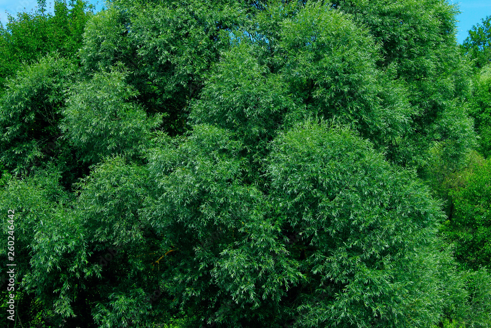 Cropped Shot Of Top Of Trees. Abstract Nature Background. Green Leaves On A Trees.  Beautiful Nature Background. 