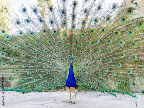 Male peacock showing it's color fan photo