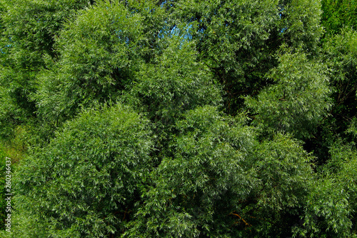 Cropped Shot Of Top Of Trees. Abstract Nature Background. Green Leaves On A Trees. Beautiful Nature Background. 