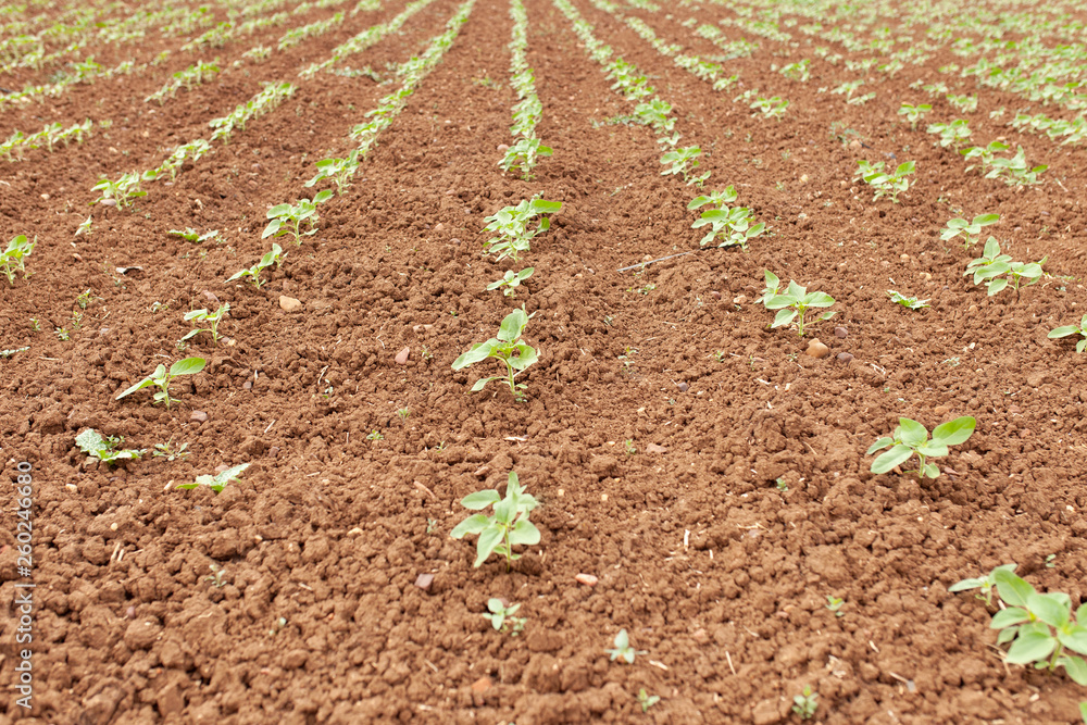 Sunflower Plantation Sunflower Plantation