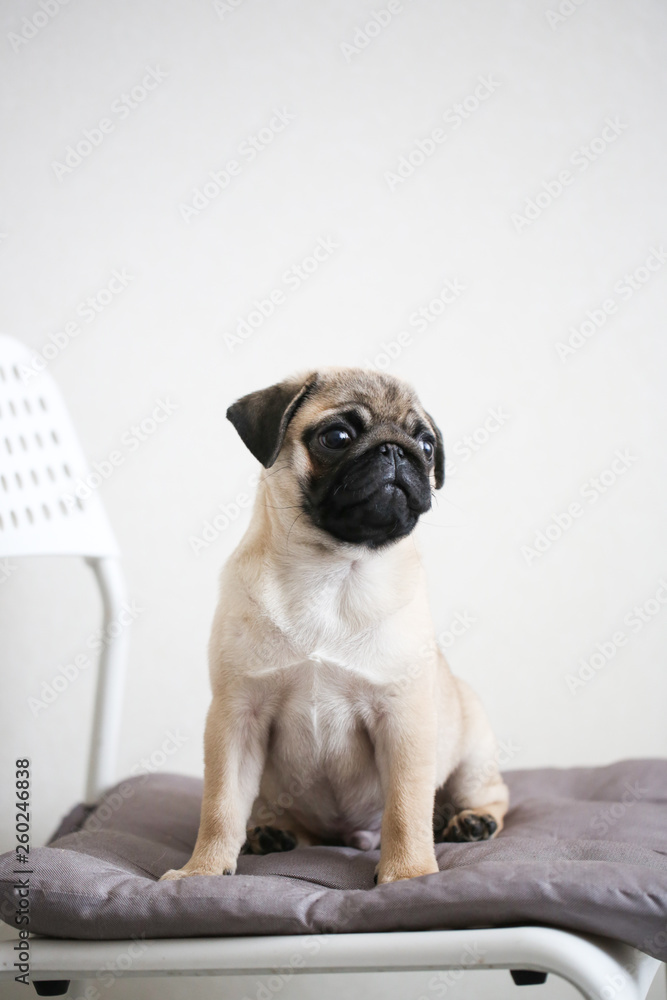 Fototapeta premium Pug puppy on light background in real interior