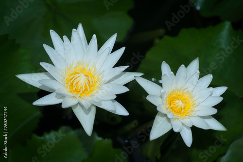  White Waterlily with Green Leaves