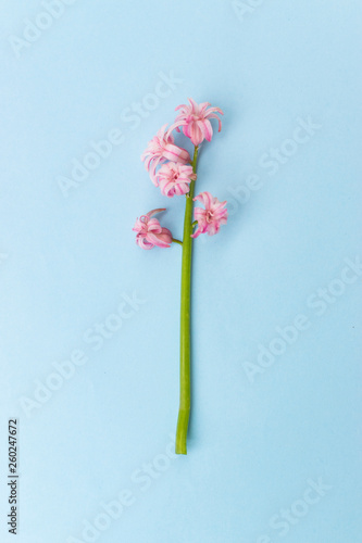 Single elegant pink hyacinth flower on light blue background