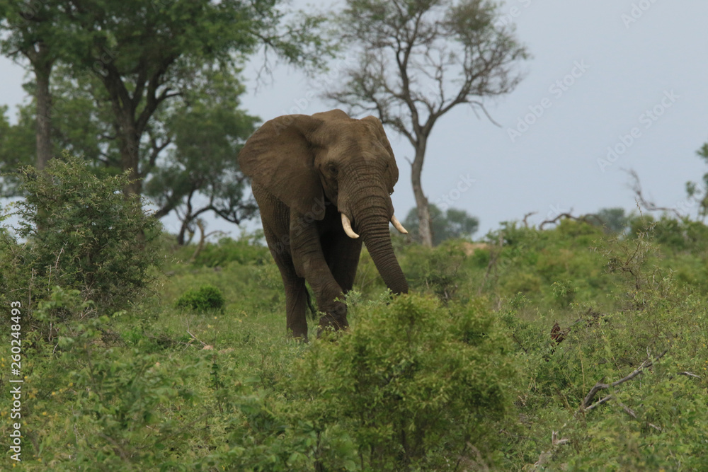 Obraz premium African Elephant 