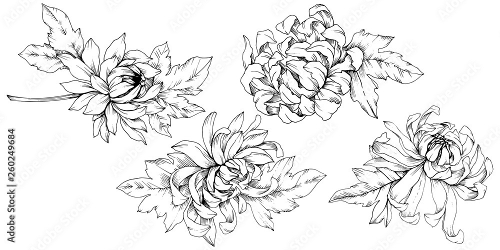Plakat Vector Chrysanthemum floral botanical flowers. Black and white engraved ink art. Isolated flower illustration element.