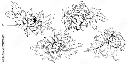 Fototapeta Naklejka Na Ścianę i Meble -  Vector Chrysanthemum floral botanical flowers. Black and white engraved ink art. Isolated flower illustration element.