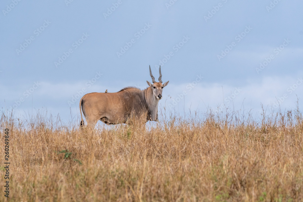Eland grazing alone in Mara triangle during migration Eland grazing alone in Mara triangle during migration