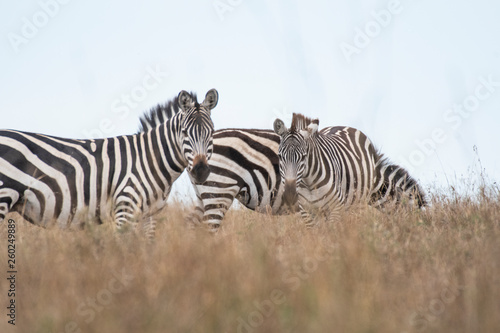 Lonely zebra grazing under storm clouds  Maasai Mara