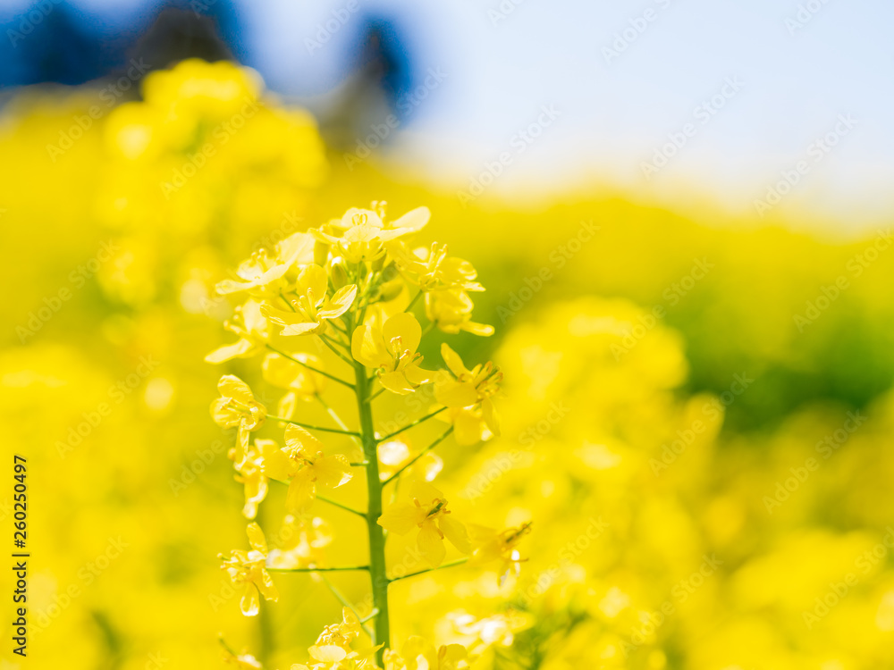 Obraz premium 菜の花