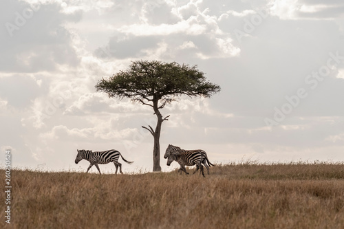 Zebras grazing under tree  Maasai Mara