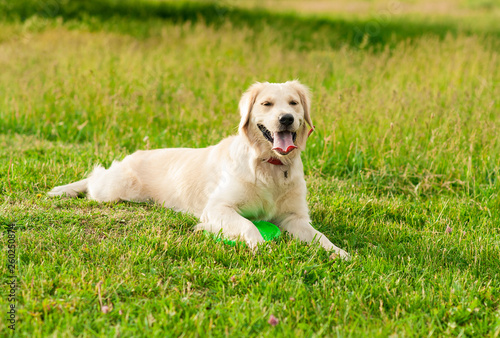 Obedient golden retriever dog with his owner practicing paw command. Closeup portrait of white retriever dog outdoors. resting time for dog