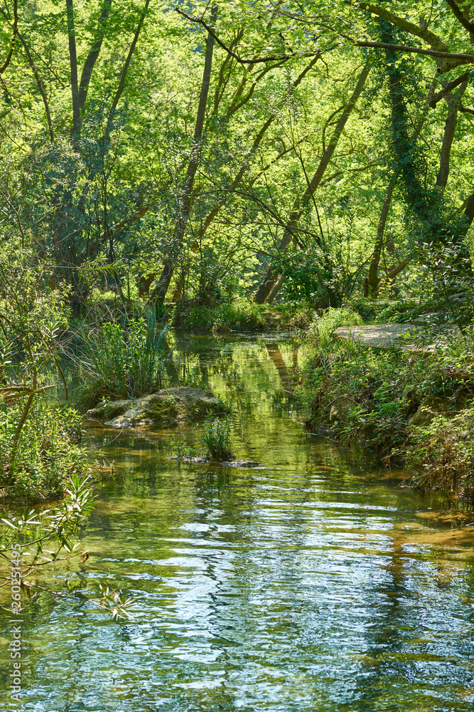 Spring in the forest