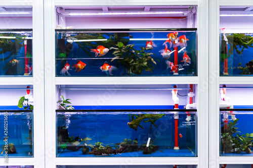 New Ryukin fish tank recently installed in aquarium retail space.