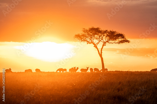 Wallpaper Mural Zebras grazing in groups at sunset in Mara triangle during migration season Torontodigital.ca