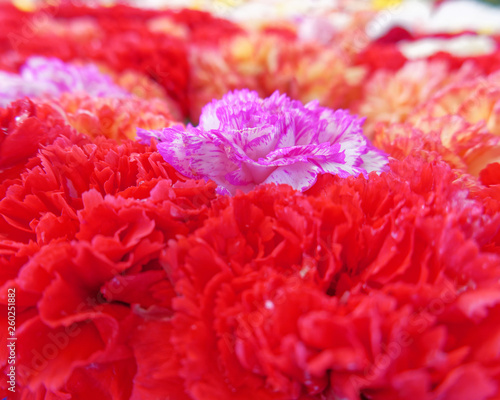 carnation flowers as a natural background, focus on pink and strong front and back blur