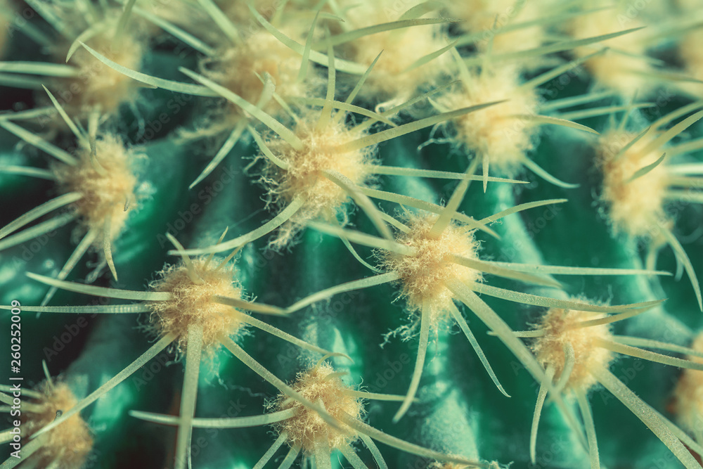 Macro view of green cactus with long spines as a background, Echinocactus type Macro view of green cactus with long spines as a background, Echinocactus type