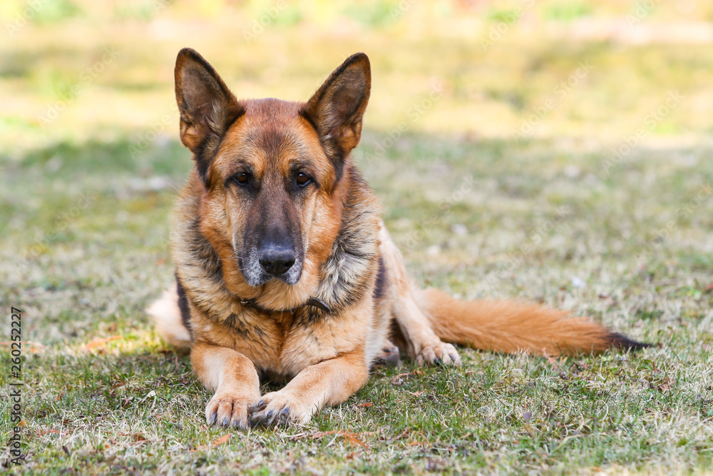 Beautiful view of garden with laying german shepherd dog. Beautiful view of garden with laying german shepherd dog.