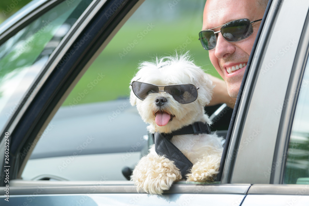 Dog and his owner traveling in a car Dog and his owner traveling in a car