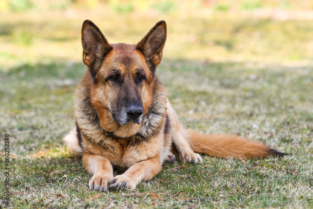 Beautiful view of garden with laying german shepherd dog.