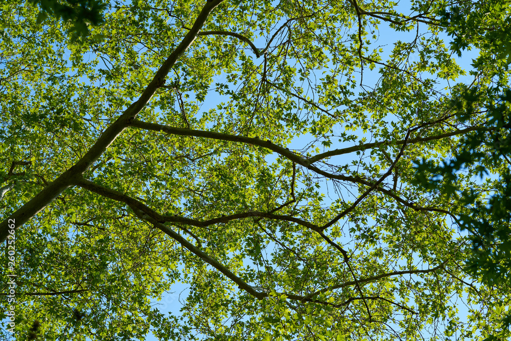 Obraz premium Spring in the forest