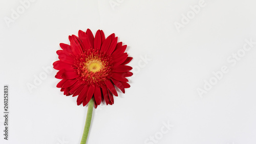 Red chrysanthemum on a white background