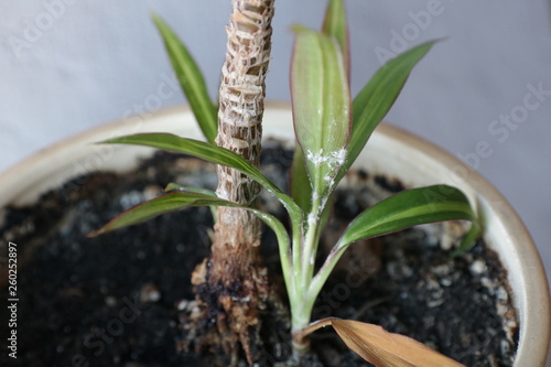 Pseudococcidae at Dracaena leaves in flower pot. Long-tailed mealybug, Pseudococcus longispinus (Hemiptera: Pseudococcidae) is the dangerous pest of different plants photo