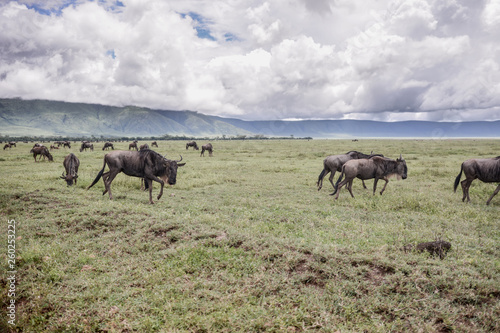 Konstfotografi Landscape with animal in Ngorongoro Tanzania