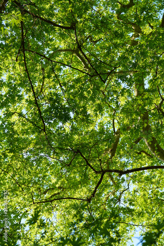 Spring in the forest