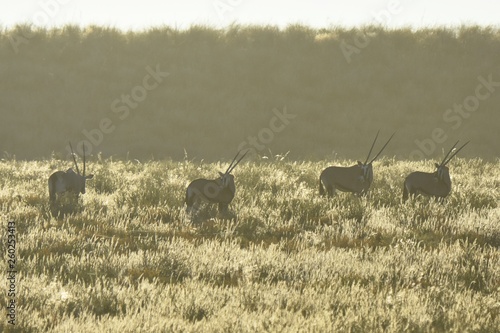 Spießbock (oryx gazella) im Kgalagadi Transfrontier Nationalpark in Südafrika photo