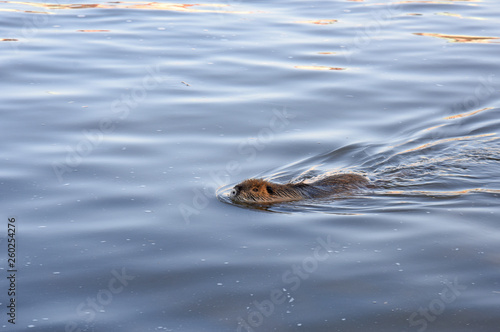 coypu in the water