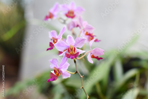Fototapeta Naklejka Na Ścianę i Meble -  the new purple orchid flower grows with a stick protruding