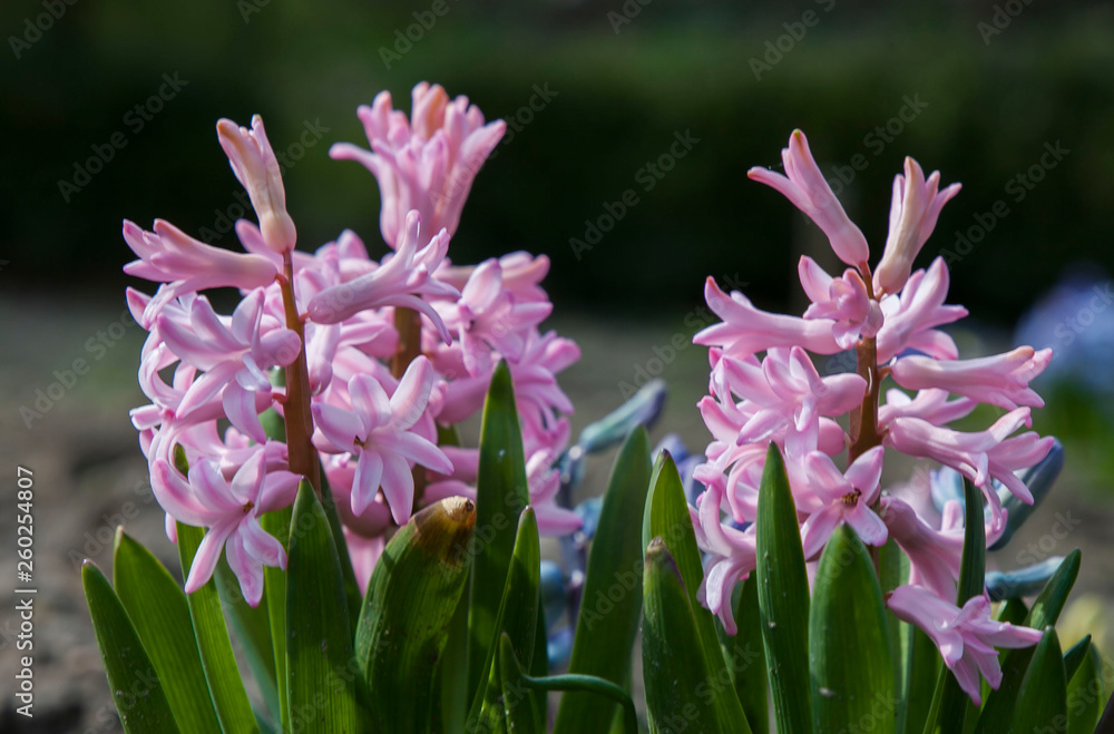 Obraz premium purple flowers in the garden